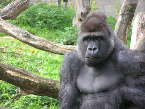 Black_gorilla.jpg