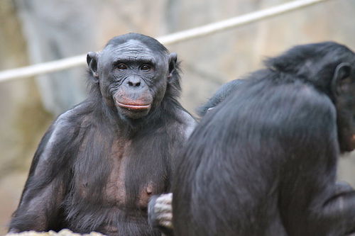 Bonobos_2012.JPG