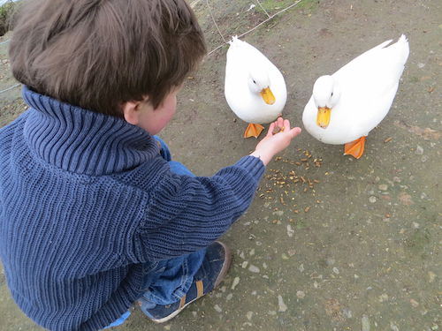 Boy_Feeding_White_Ducks.JPG