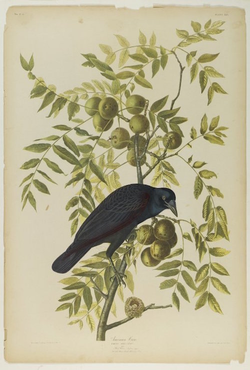Brooklyn_Museum_-_American_Crow_-_John_J._Audubon.jpg