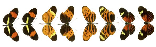 butterfly mimicry