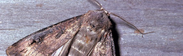 CSIRO_ScienceImage_2193_A_Bogong_Moth.jpg