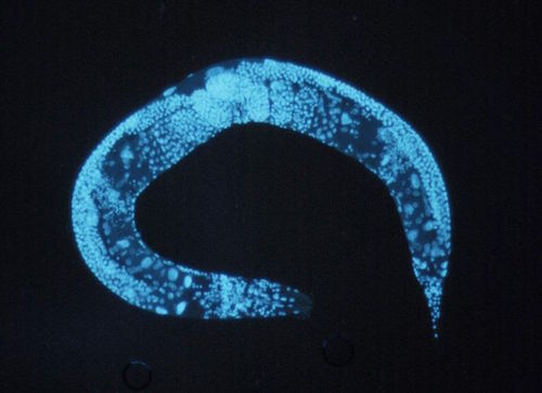 Caenorhabditis_elegans.jpg