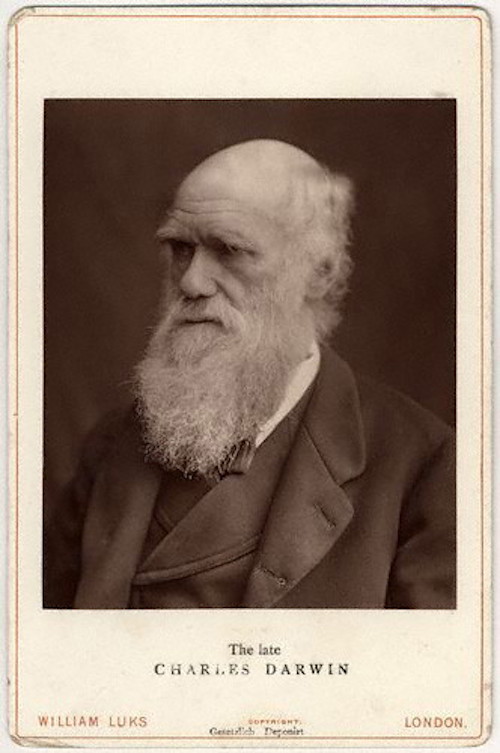 Charles_Darwin_photograph_by_Lock_and_Whitfield,_1877.jpg