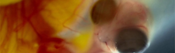 Chick embryo Illustra.jpg