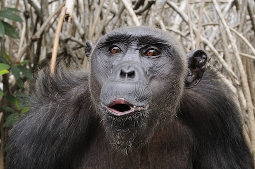 Chimpanzee_Pan_troglodytes.jpg