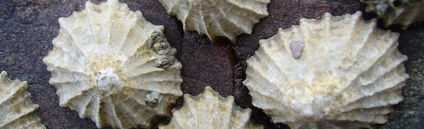 Common_limpets1.jpg