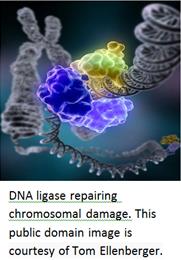DNA ligase.jpg