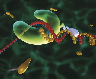 DNA polymerase.jpg
