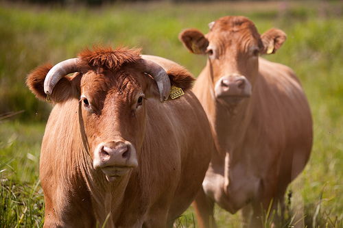 Danish cows.jpg