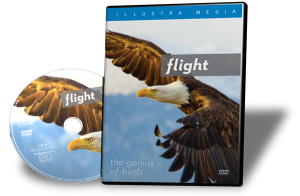 FLIGHT-DVD.jpg