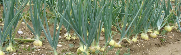 onion field