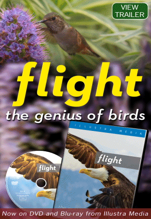 Flight-Illustra-bannervert.gif