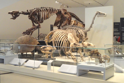 Fossil_exhibit_-_Royal_Ontario_Museum_-_DSC00124.JPG