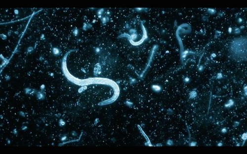 Gauger C. elegans.png