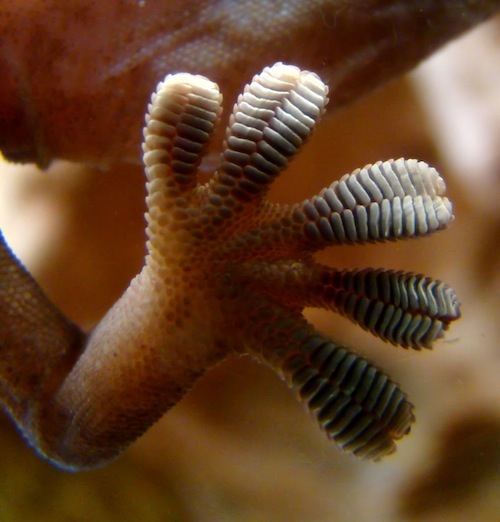 gecko toes