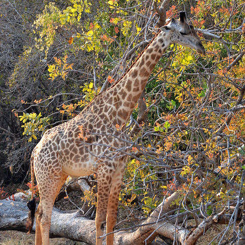 Giraffa_camelopardalis_thornicrofti.jpg