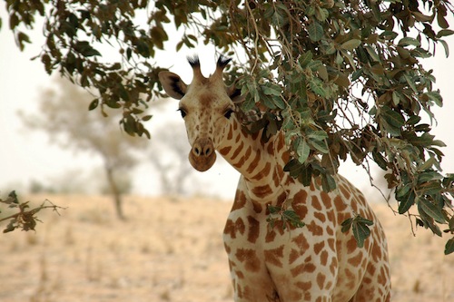 Giraffe_koure_niger_2006.jpg