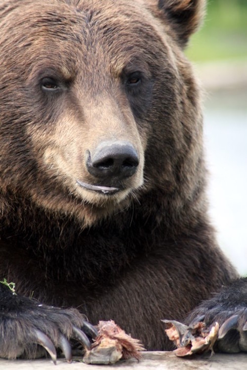 Grizzly_Bear_Alaska.jpg