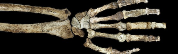 Hand_and_arm_Australopithecus_sediba_on_black.jpg