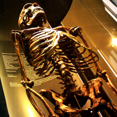 Homo_neanderthalensis_Skeleton_-_Natural_History_Museum_Of_Vienna.jpg