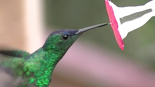 Hummingbird tongues.png
