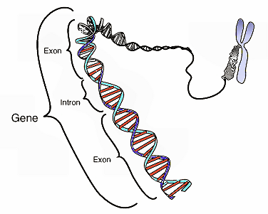 Introns and exons.png