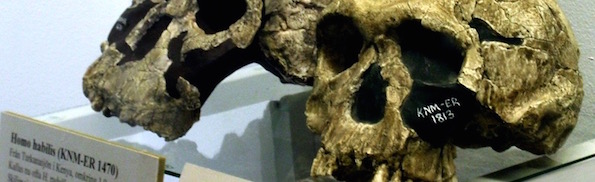Homo habilis skulls -- Conty (Own work) [CC BY 3.0], via Wikimedia Commons.