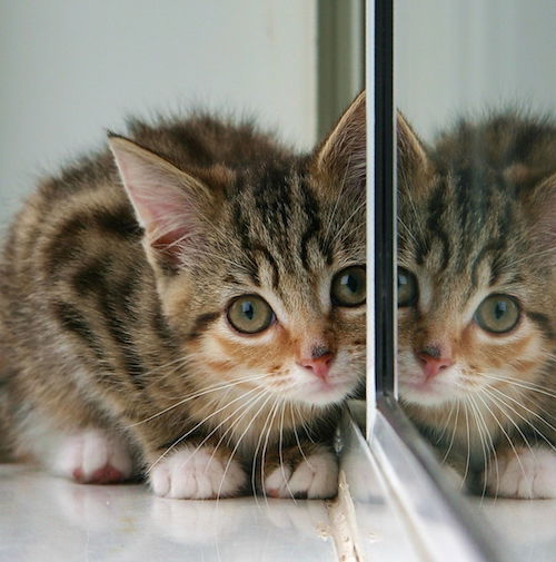 Kitten_and_partial_reflection_in_mirror.jpg