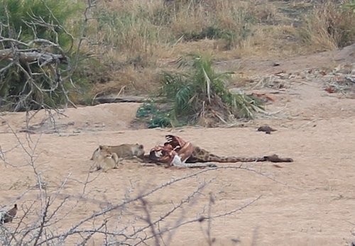 Lions eating a giraffe.JPG