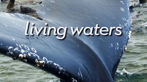 LivingWaters-WhaleFluke-SeaLions.jpg