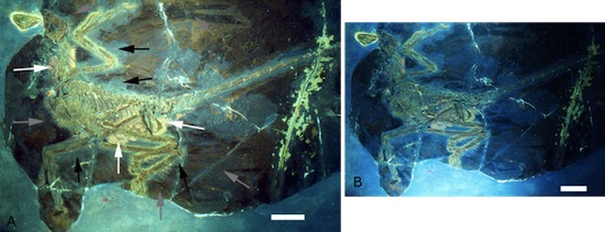 Microraptor gui holotype under UV light.jpg