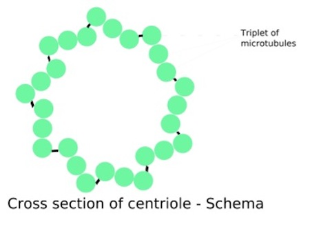 Nine-fold symmetry of a centriole.jpg