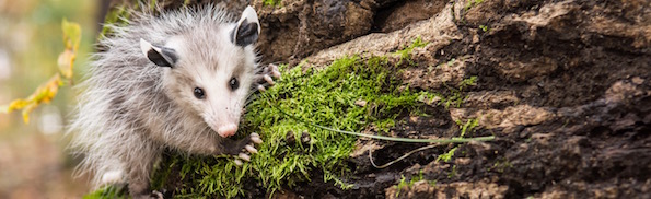 Opossum's Tale.jpg