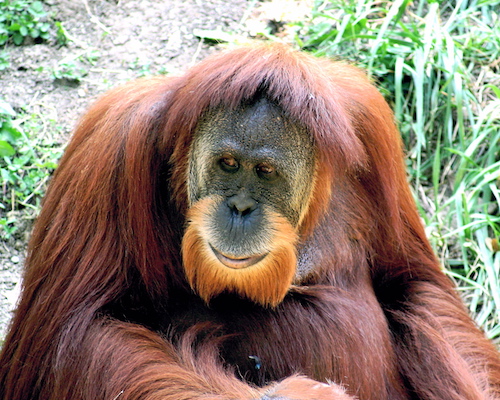 Orangutan_01.jpg
