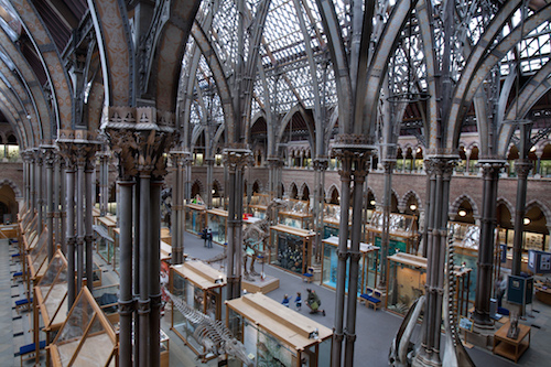 Oxford_-_Oxford_University_Museum_of_Natural_History_-_0227.jpg