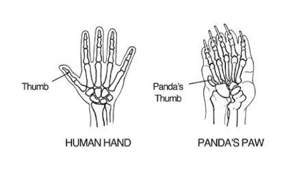 Panda's Thumb.jpg