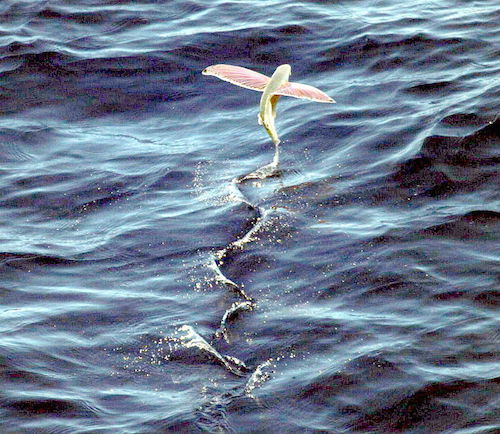 Pink-wing_flying_fish.jpg