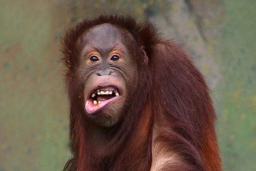 Pongo_pygmaeus_(orangutang).jpg