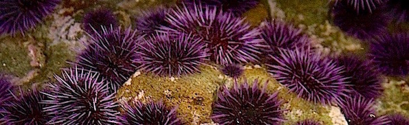 Purple sea urchins.jpg