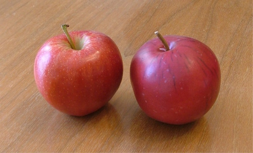 Real_apple_and_fake_apple.jpg