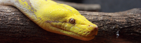 Reticulated_Python_at_Little_Rays_Reptile_Zoo.jpg