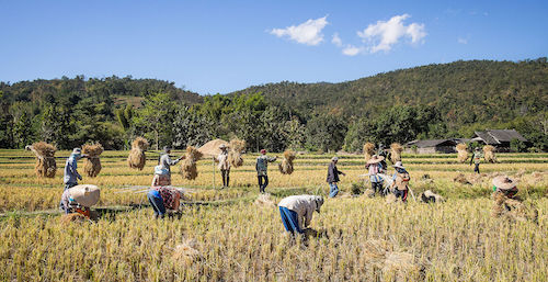 Rice_farmers_Mae_Wang_Chiang_Mai_Province.jpg