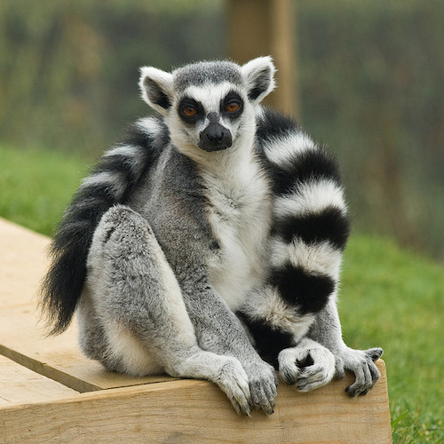 Ringtail Lemur.jpg