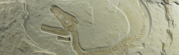 Sciurumimus albersdoerferi.jpg