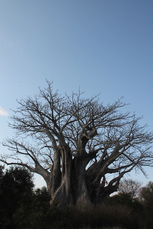 Southernmost Baobab Tree.JPG
