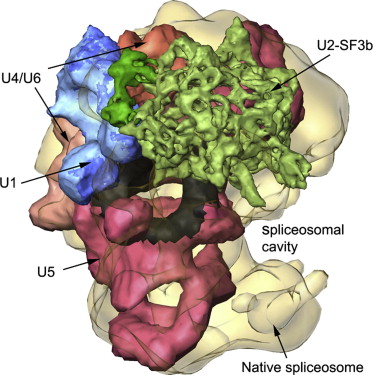 The Spliceosome: A Dynamic Ribonucleoprotein Machine | Evolution News