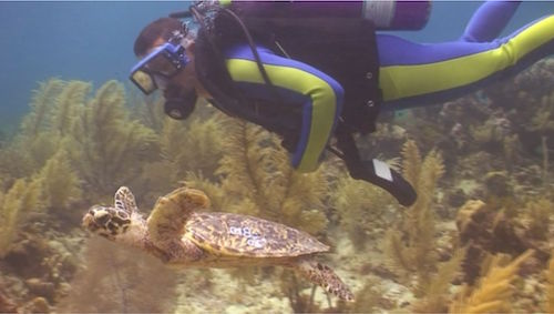Turtle-Dunbar-watching-scuba2.jpg