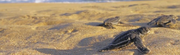 Turtle-hatchlings3-beach[1] (1).jpg