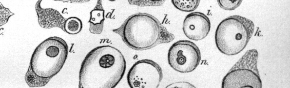 Virchow-cell.jpg